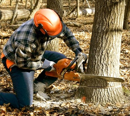 Tree Removal in Michigan, ND